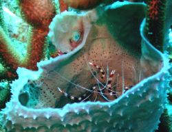 Barrel of shrimp by Mike Bisnett 